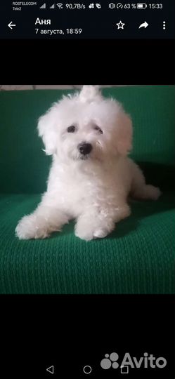 Щенки мальтезе