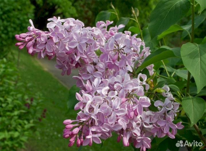 Сирень Бюффон