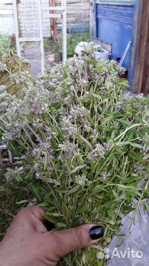 Чибрец для чай