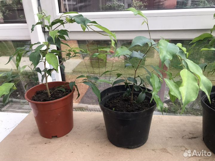 Фикус бенджамина