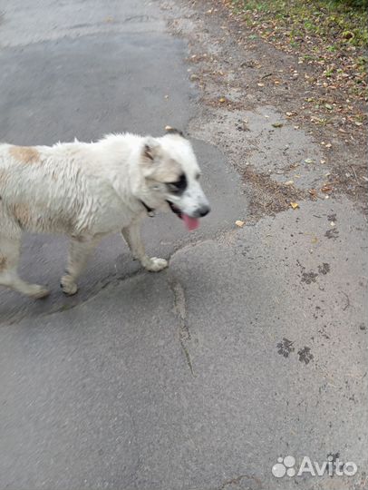 Отдаётся в добрые руки