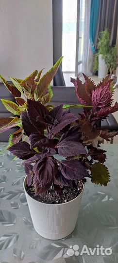 Колеусы 3 в 1(не черенки)