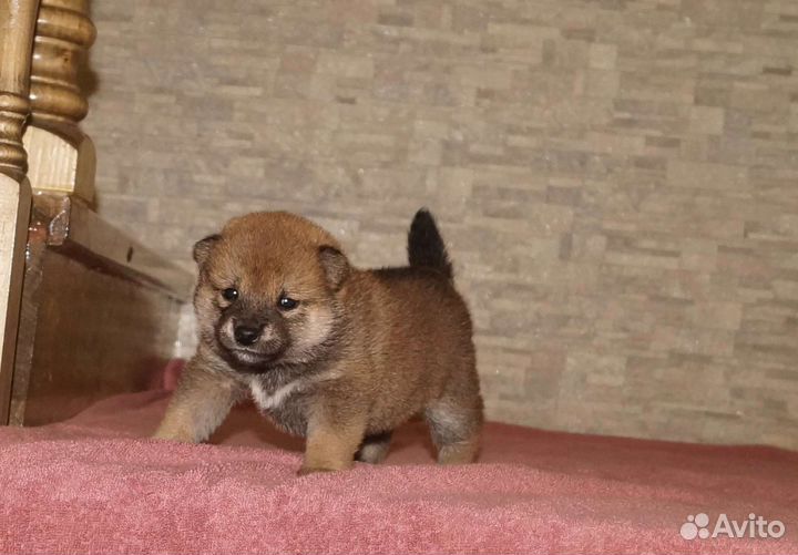 Щенки сиба ину