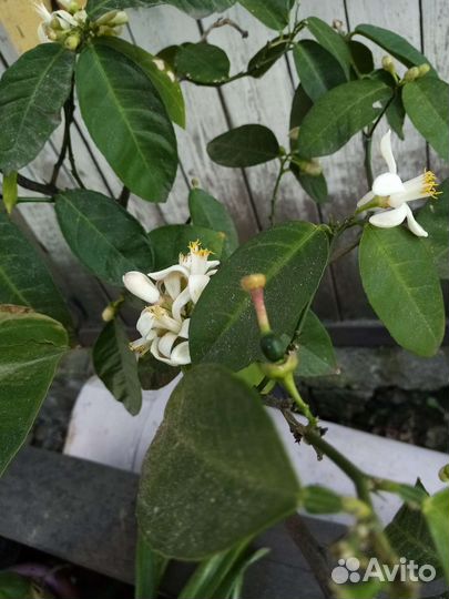 Лимонное дерево с плодами