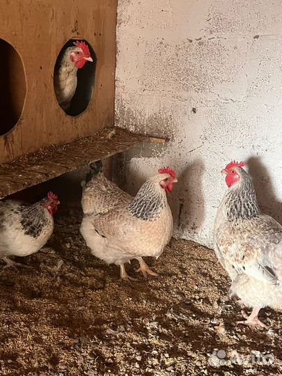 Яйца на инкубацию кур породы Мастер Грей