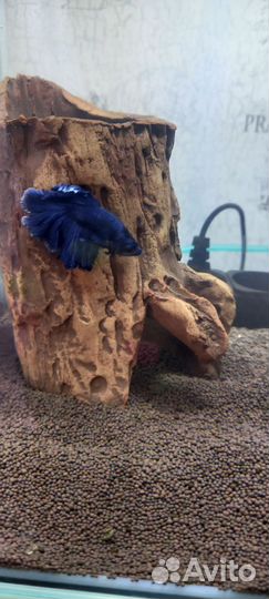 Аквариумные рыбки