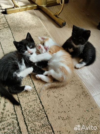 Котята в добрые руки бесплатно