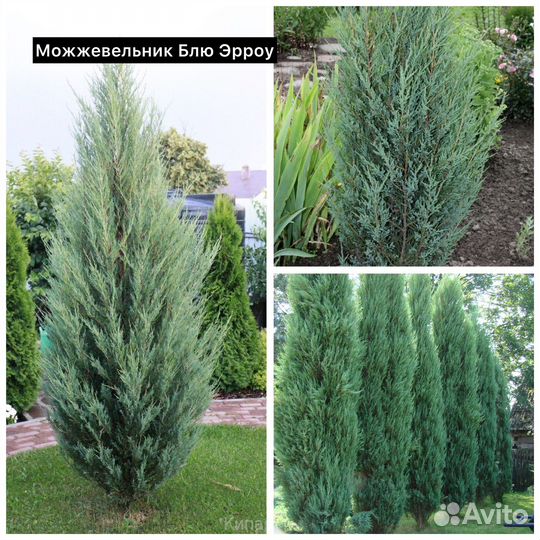 Можжевельник Скайрокет, Блю Эрроу, Мунглоу и др