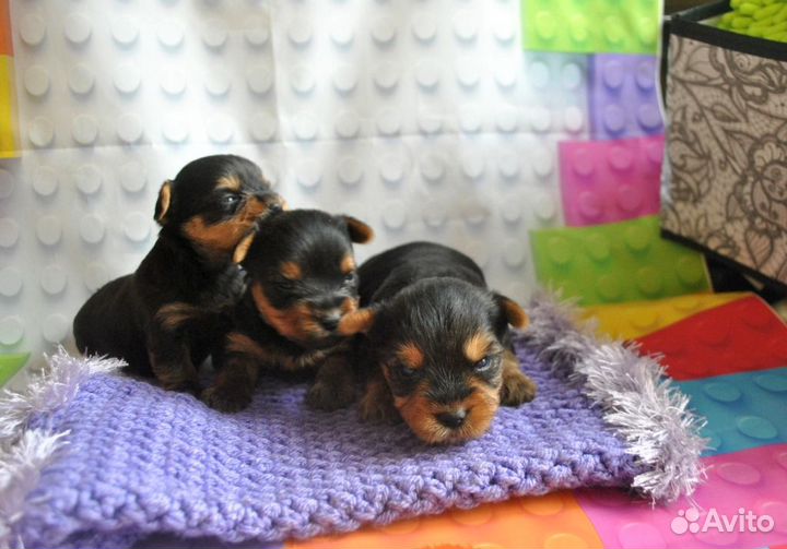 Йоркширские терьеры щенки мальчики и девочки
