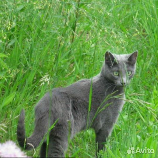 Кошечка в добрые руки