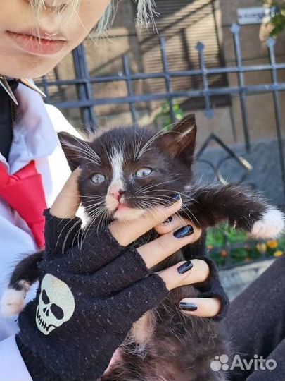 Котенок в добрые рукибесплатно