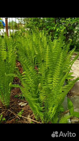 Папоротник садовый