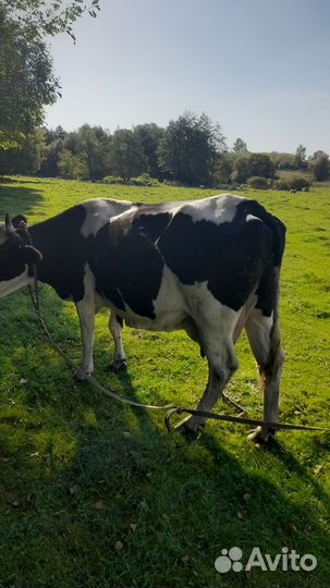 Корова дойная