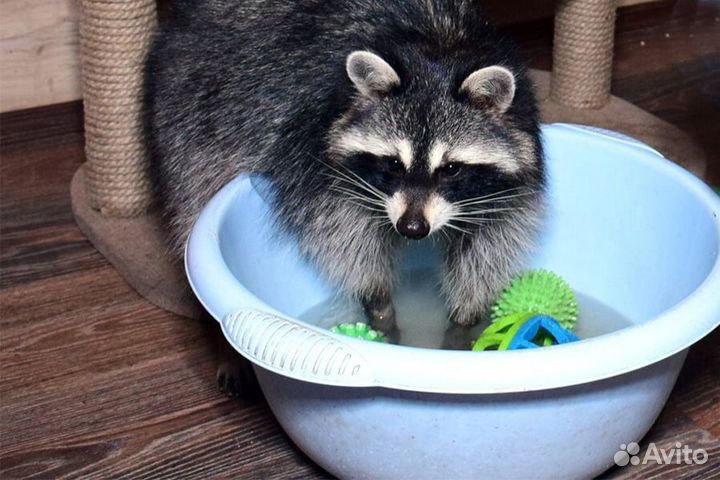 Ищу дом коттедж офис для уборки