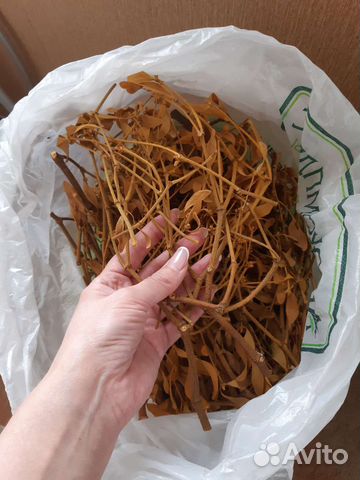 Трава омелы белой