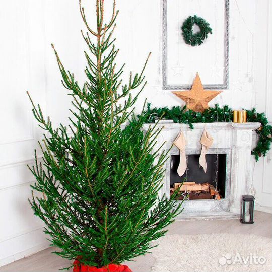 Ель, сосна новогодняя живая