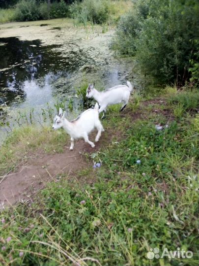 Домашние животные