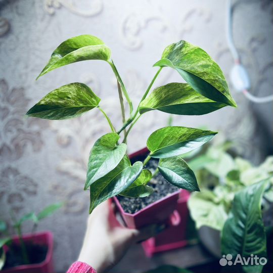 Сциндапсус эпипремнум марбл квин