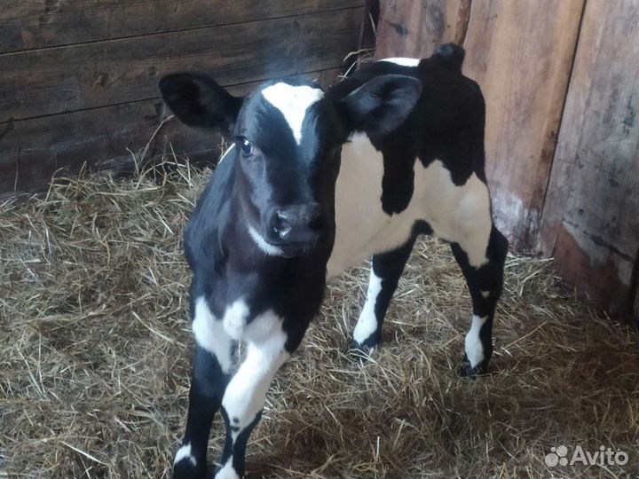 Телёнок (тёлка)