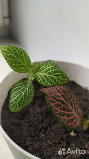 Фиттония микс