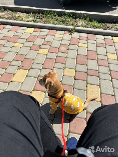 Отдам в добрые руки