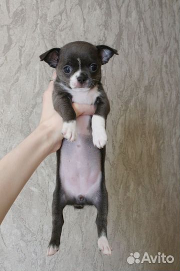 Чихуахуа девочки