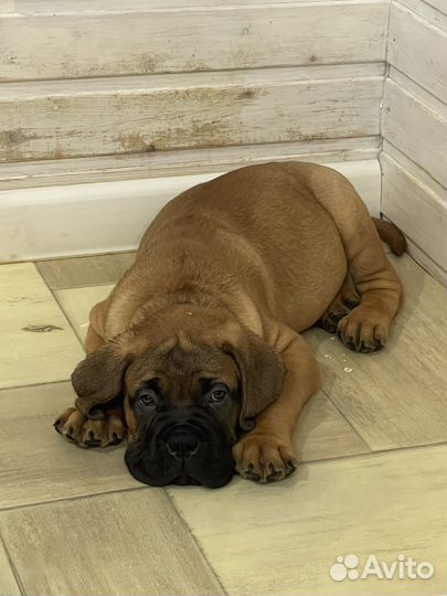 Английский бульдог