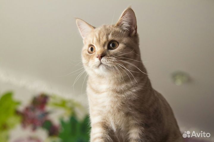 Кот шотландец