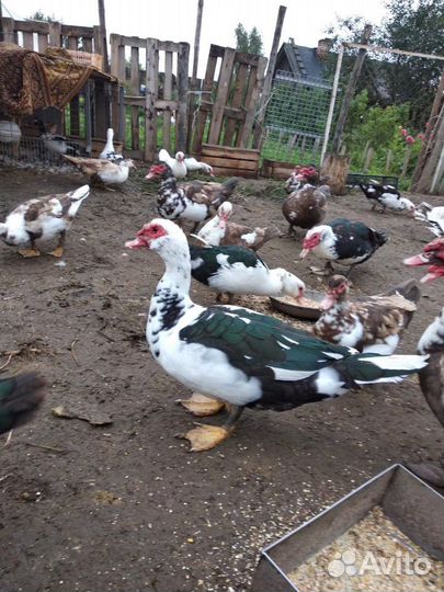 Продам селезней