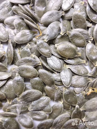 Семена тыквы голосеменной Даная и Абрикосовая