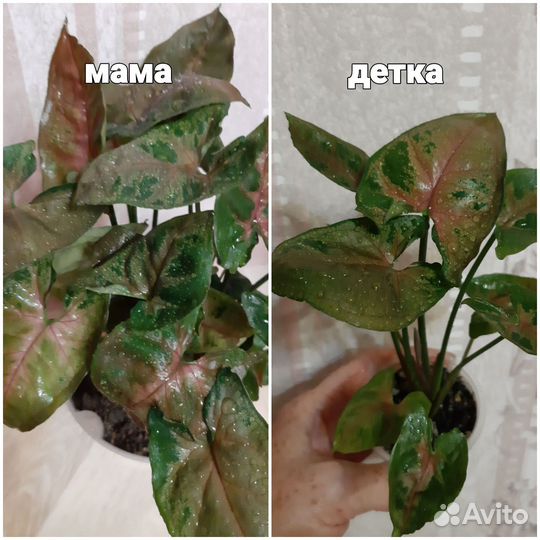 Цветы комнатные