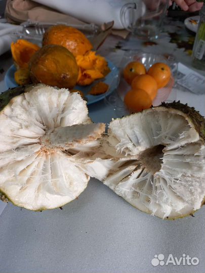 Гуанабана Аnnona Мurikata саженец