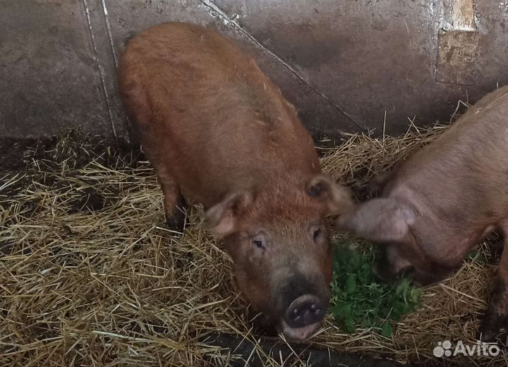 Поросята