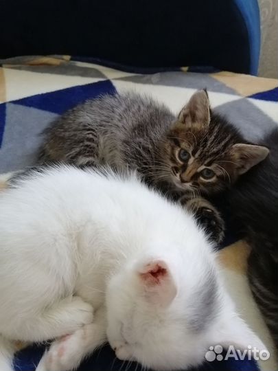 Кошечки бесплатно