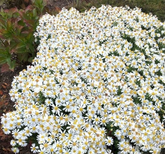 Многолетники Астра кустарниковая Вайслендер