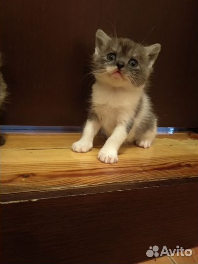 Продам котят