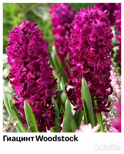 Гиацинты луковицы