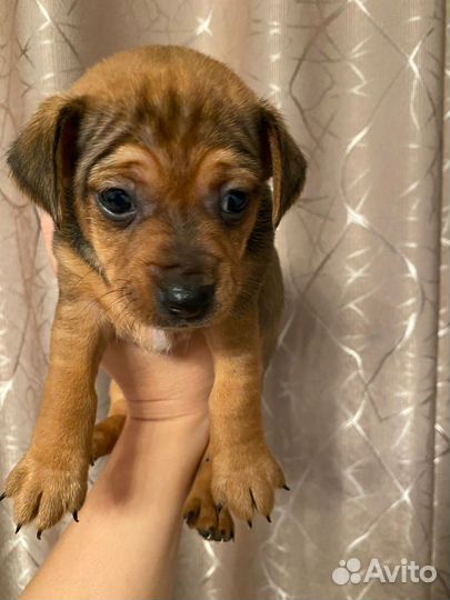 Джек рассел