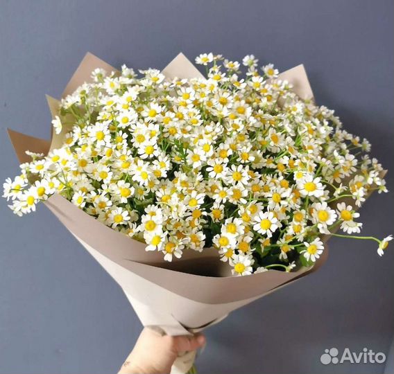 Цветы ромашки