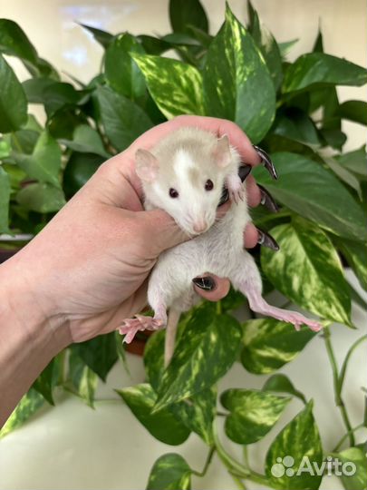 Крыса дамбо - малыши, разный окрас