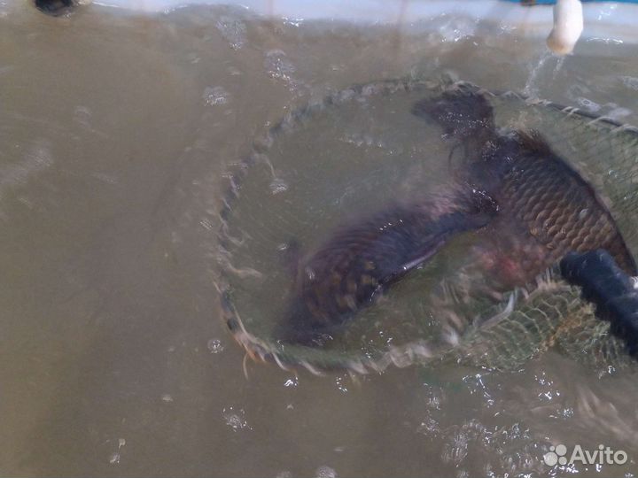 Рыба живая