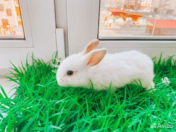 Карликовый кролик мини - ручной