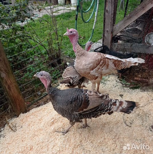 Индюки семья