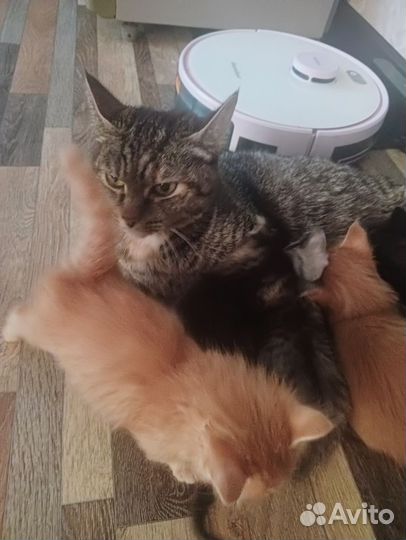 Котята в добрые руки бесплатно