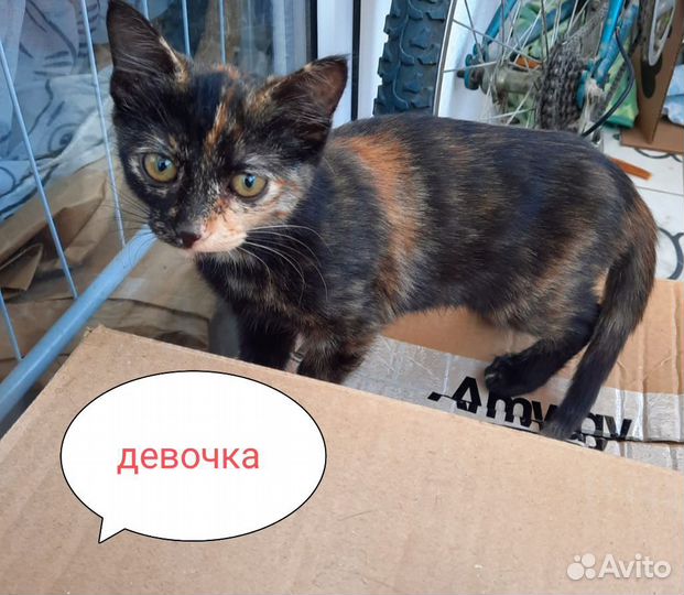 Котята ищут дом