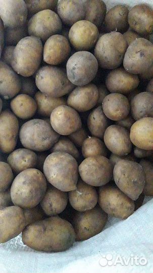 Семенной картофель гала