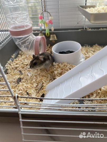 Джунгарский хомяки