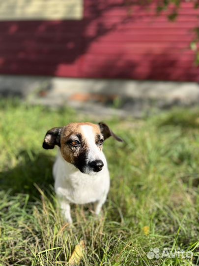 Джек Рассел терьер