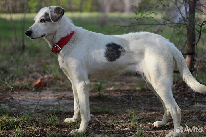 Собака в добрые руки