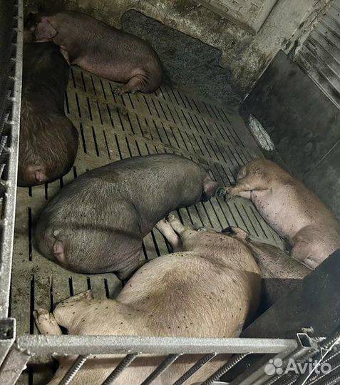 Свинина домашняя (крестьянка)